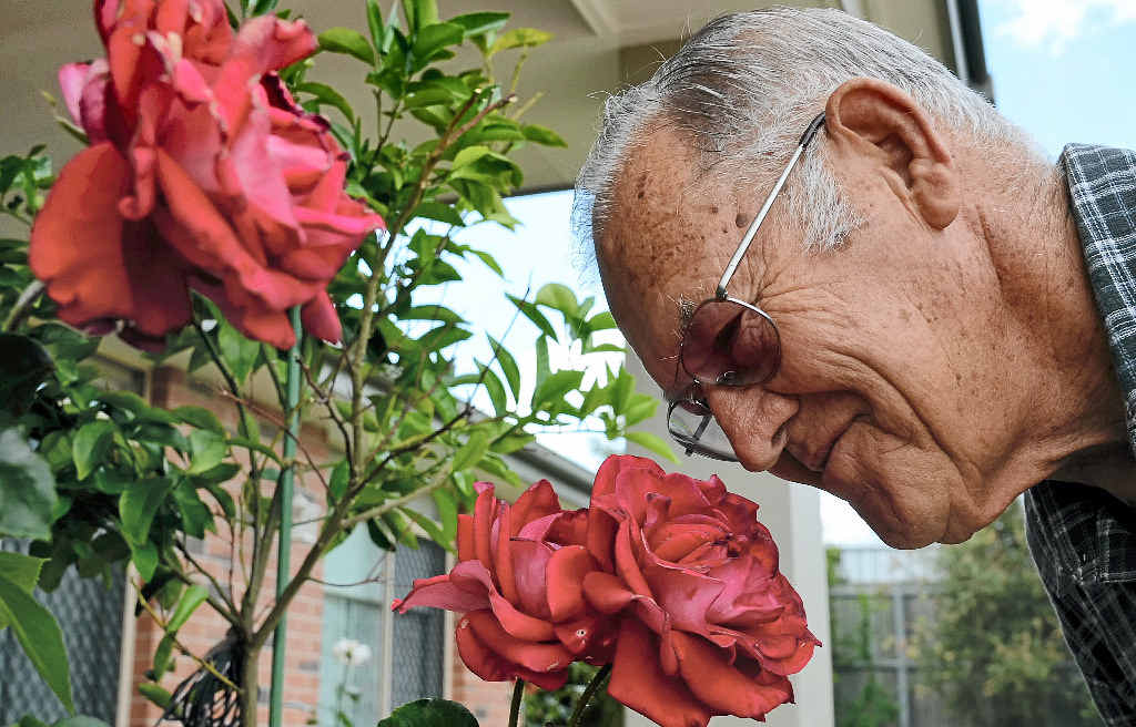 50 YEARS IN BLOOM: Regency Parks resident Les Meiklejohn, a former councillor and lover of roses, sniffs a red Chandon rose grown by his neighbours Georges and Ginette Durieux. Mr Meiklejohn is encouraging more people in Warwick to grow the town’s symbolic flowers.